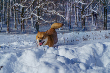 The Shiba Inu Japanese dog plays in the snow in winter.