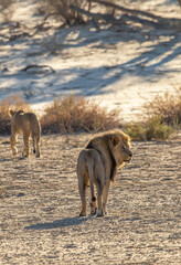Black-maned Lion in the Kgalagadi