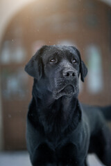 Labrador retriever black dog