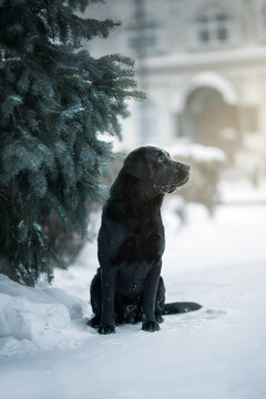 Labrador retriever black dog
