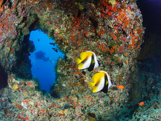 Fototapeta na wymiar coral reef with fish and diver