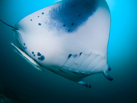 Manta