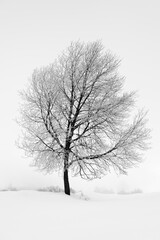 Fototapeta na wymiar Tree in snow and fog