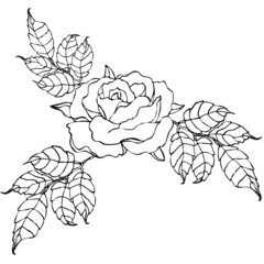 Illustration with flower rose drawing in ink  on white background. Monochrome version.