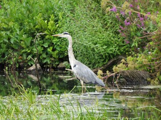 the heron Britain's tallest bird standing in a river