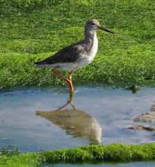 the common redshank a widespread breeding bird across Eurasia