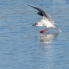 Fototapeta na wymiar Black headed gull just about to land on the water