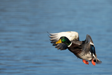 Obraz premium Male mallard flying