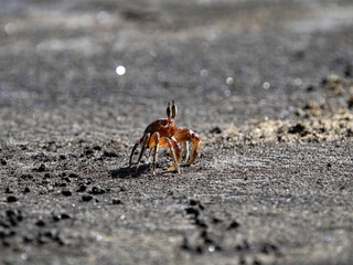 Ocypode quadrata crab, looking for food on the Pacific coast, Costa Rica