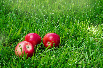 Three red apples in the grass. Autumn mood. Organic and healthy food. Rustic style. Mouth-watering apples. Close up. Apples in my garden.