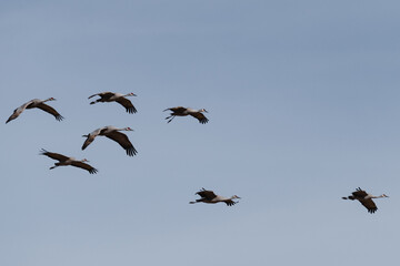 Sandhill Crane sextet in flight at Whitewater Draw Wildlife Area, Arizona 1.12.22