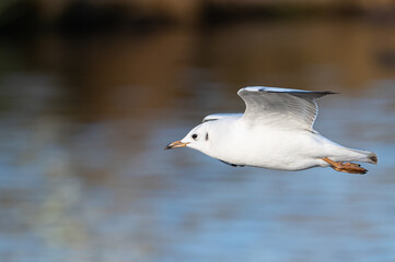 Black headed gull in-flight