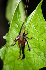 Night shot of a large grasshopper with thorns, Costa Rica