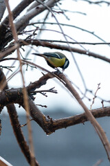 There is small tit sits and pecks at a seed on one of the leafless branches of sakura. Cloudy cold weather outside.