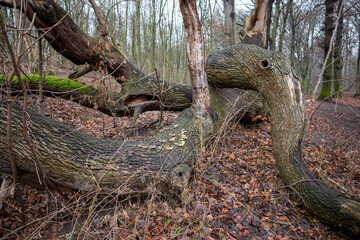 overgrown dead tree in autumn
