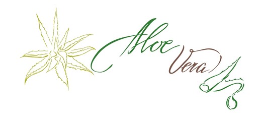 hand drawn aloe vera botanical illustration with calligraphic lettering