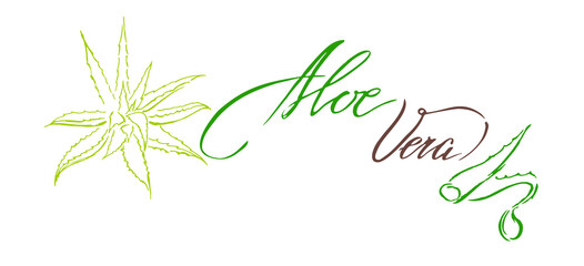 Vector hand drawn aloe vera botanical illustration with calligraphic inscription