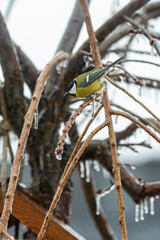titmouse on a sakura branch during freezing rain. raindrops freeze on the branches, forming icicles.