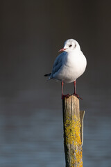 Black headed gull perched on a post