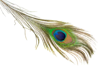 Gordijnen peacock feather on a white isolated background © Krzysztof Bubel