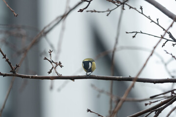A small tit sits on a leafless sakura branch and pecks at a seed. Cloudy cold weather outside. Horizontal photo