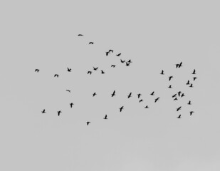 A flock of flying bird high in the sky in Deir El Qamar, Lebanon.