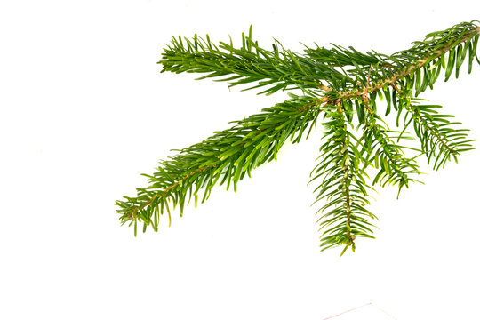 Caucasian Fir Twigs On A White Isolated Background