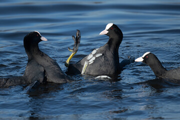 Pair of male coots flighting for territory