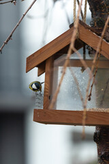 titmouse is sitting in the feeder. A bird feeder in the form of a house hangs on a tree. 