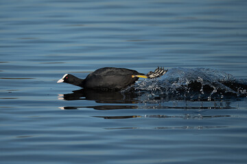 Coot swimming in Bushy Park