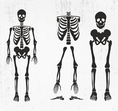 Skeleton SVG, Skeleton parts Svg, Skeleton Png, Skeleton Cut File, Skeleton Bones Svg, Skeleton parts Png, Skeleton parts kit SVG