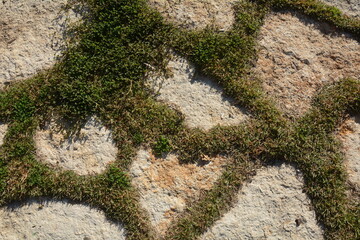 Stone pathway in the park. Stone path made from a pebble. Path  with green grass between the stones..