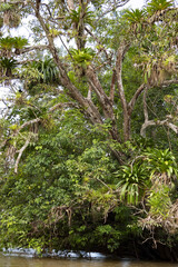 Tropical tree densely covered with bromeliads, Costa Rica