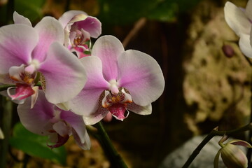 Orchids one of the largest and most diverse groups of flowering plants. Park of tropical plants...
