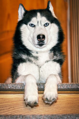 Siberian husky dog lies on wooden staircase in the house and looks at the camera