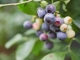 Abundance of berry crop. Blueberry cluster, ripe fruit on the plant.