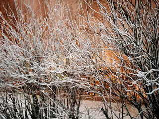winter night landscape, trees city defocus