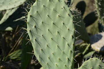 Sabra cactus plant, Israel. Opuntia cactus with large flat pads and red thorny edible fruits. Prickly pears fruit