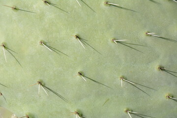 Sabra cactus plant, Israel. Opuntia cactus with large flat pads and red thorny edible fruits....