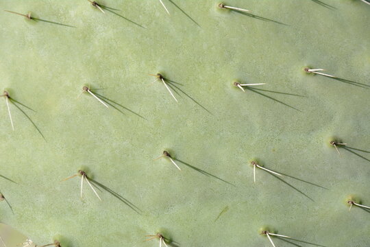 Sabra cactus plant, Israel. Opuntia cactus with large flat pads and red thorny edible fruits. Prickly pears fruit