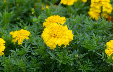 French marigold orange flowers in shallow focus