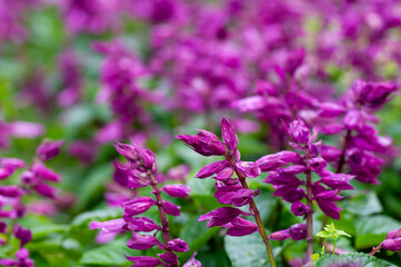 Close up of purple flowers on the filed