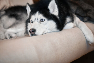 Siberian husky dog lies on the couch