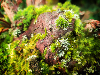 green moss close-up on the branch, tree bark