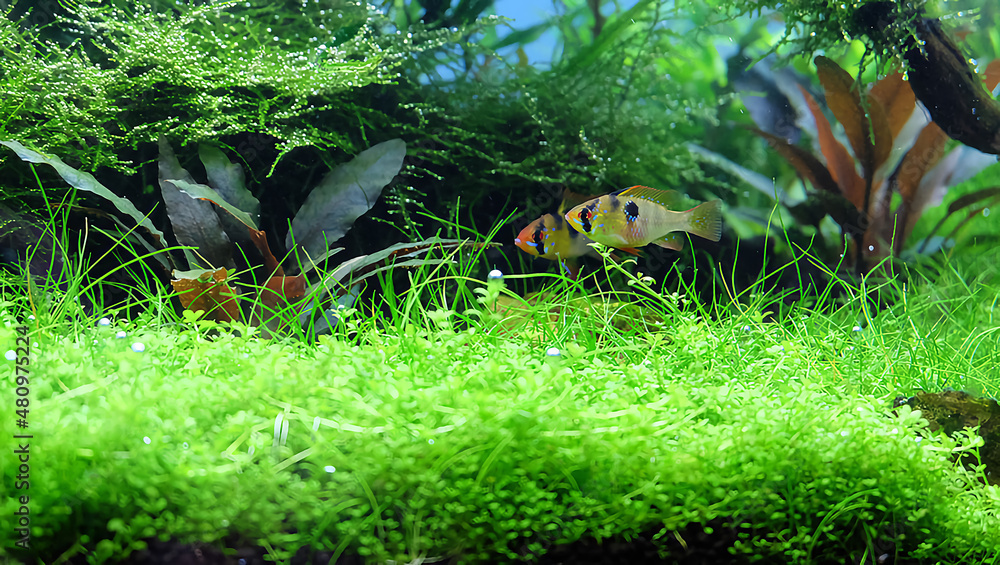 Wall mural A pair of apistogramma ramirezi fish in the planted aquarium. Aquascape with many tropical plants.