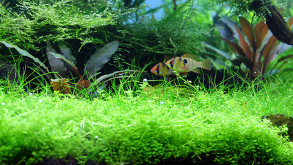 A pair of apistogramma ramirezi fish in the planted aquarium. Aquascape with many tropical plants.