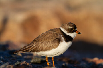 Adult Semipalmated Plover, Charadrius semipalmatus, showing a side profile while standing on a rocky arctic tundra, near Arviat Nunavut Canada