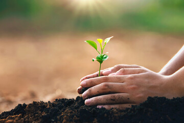 Fototapeta hand planting in garden. earth day concept obraz