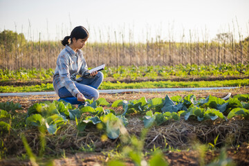 asian woman use tablet to check vegetable growing information in the garden