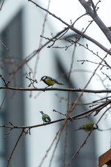 Titmouse looking for food near the human house. There are three titmouses on the photo.
